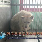 2024년 07월 26일 유기된 강아지 정보.