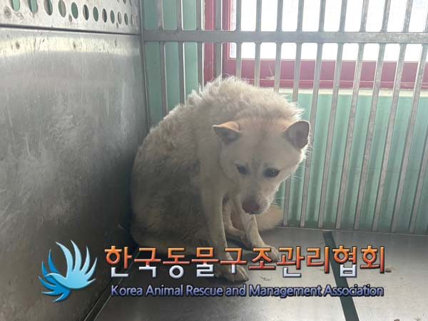 2024년 07월 26일 유기된 강아지 정보.