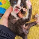 2024년 07월 26일 유기된 고양이 정보입니다.