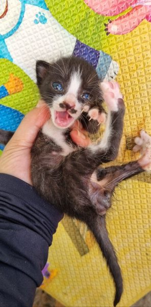 2024년 07월 26일 유기된 고양이 정보입니다.