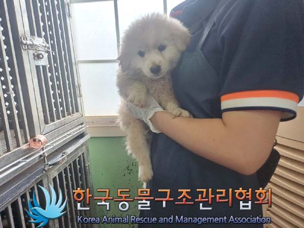 2024년 07월 27일 유기된 강아지 정보안내.