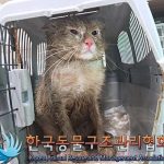 2024년 07월 27일 유기된 고양이 정보.