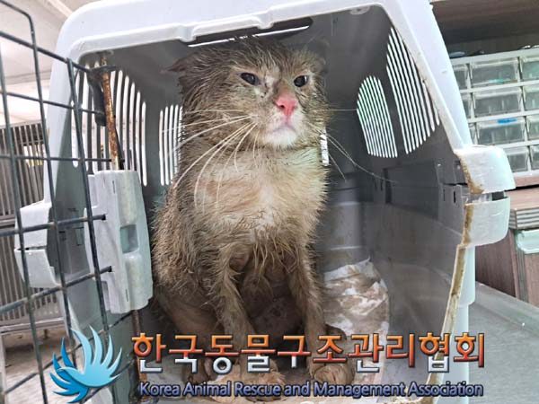 2024년 07월 27일 유기된 고양이 정보.