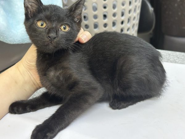 2024년 07월 28일 유기된 고양이 정보입니다.