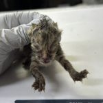 2024년 07월 29일 유기된 고양이 정보.
