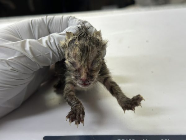 2024년 07월 29일 유기된 고양이 정보.