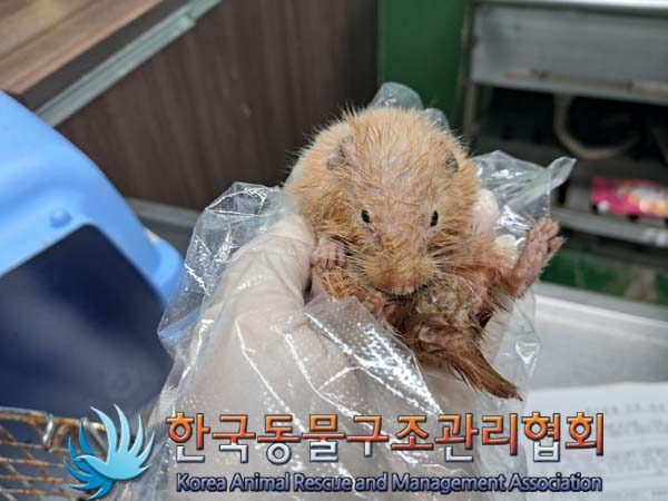 2024년 07월 29일 유기된 동물 정보입니다.