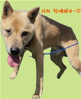2024년 07월 30일 유기된 강아지 정보안내.