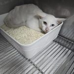 2024년 07월 30일 유기된 고양이 정보안내.