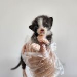 2025년 04월 26일 유기된 고양이 정보안내.