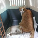 2025년 04월 26일 유기된 고양이 정보입니다.