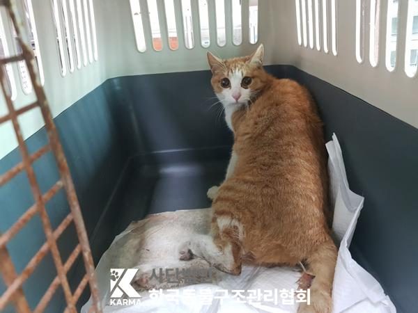2025년 04월 26일 유기된 고양이 정보입니다.