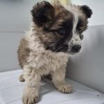 남부여동물보호소에서 보호중인 유기된 강아지안내합니다.