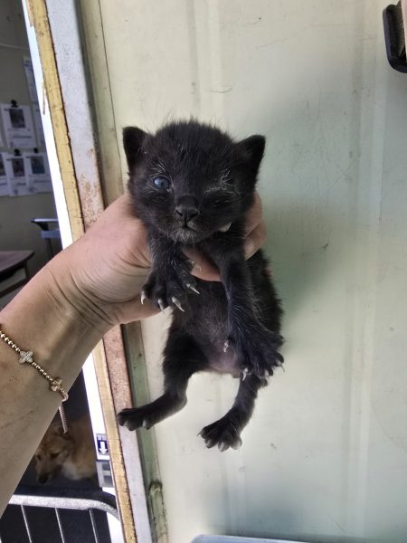 2025년 04월 27일 유기된 고양이 정보안내.