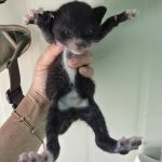 2025년 04월 27일 유기된 고양이 정보안내.