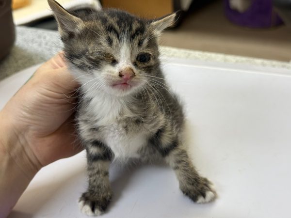 고양이 이미지