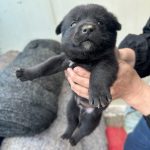 2025년 04월 27일 유기된 강아지 정보안내.