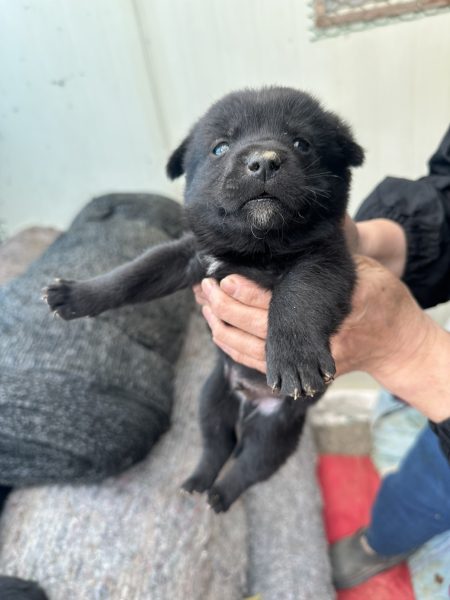 2025년 04월 27일 유기된 강아지 정보안내.