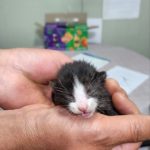 2025년 04월 29일 유기된 고양이 정보안내.