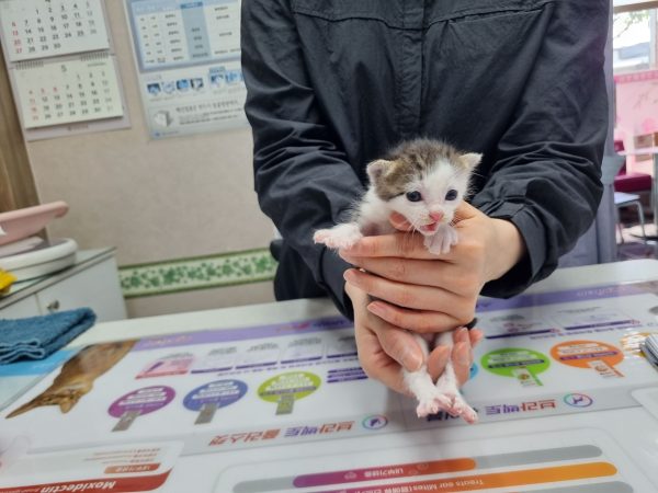 2025년 04월 30일 유기된 고양이 정보.
