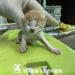 한국동물구조관리협회에서 보호중인 유기된 고양이안내드립니다.