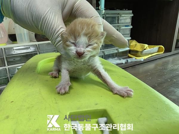 한국동물구조관리협회에서 보호중인 유기된 고양이안내드립니다.