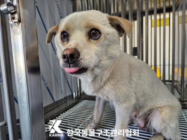 한국동물구조관리협회에서 보호하고 있는 유기된 강아지안내드립니다.
