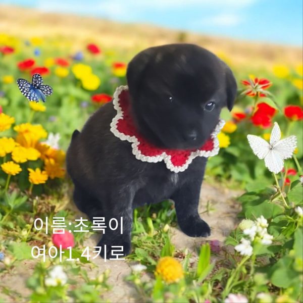 2025년 05월 01일 유기된 강아지 정보안내.