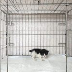 2025년 05월 01일 유기된 고양이 정보안내.
