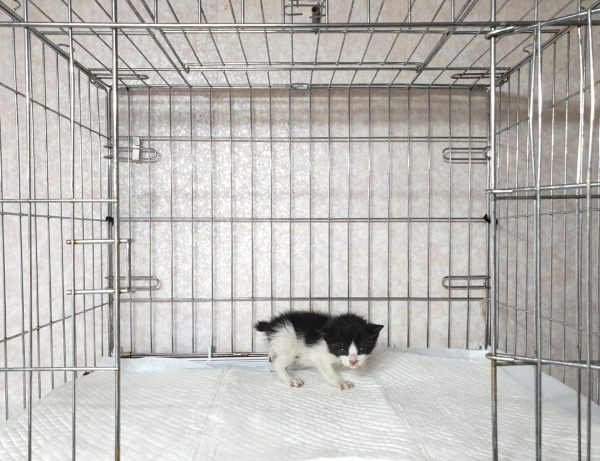 2025년 05월 01일 유기된 고양이 정보안내.