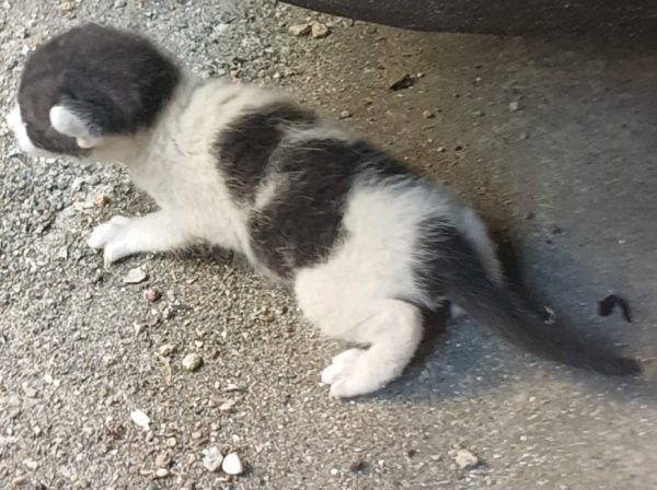 2025년 05월 01일 유기된 고양이 정보입니다.
