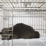 2025년 05월 02일 유기된 고양이 정보입니다.