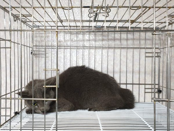 2025년 05월 02일 유기된 고양이 정보입니다.