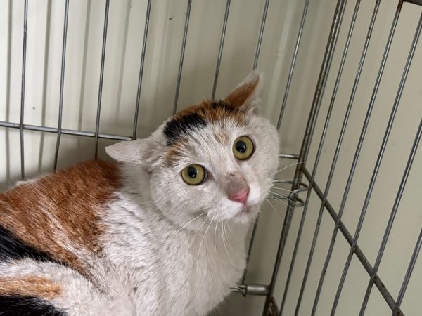 2025년 05월 03일 유기된 고양이 정보안내.