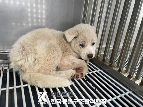 2025년 05월 03일 유기된 강아지 정보입니다.