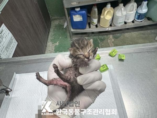 2025년 05월 03일 유기된 고양이 정보.