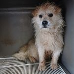 금왕동물병원에서 보호하고 있는 유기된 강아지안내드립니다.