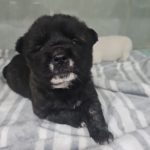 군산유기동물보호센터에서 보호하고 있는 유기된 강아지안내합니다.