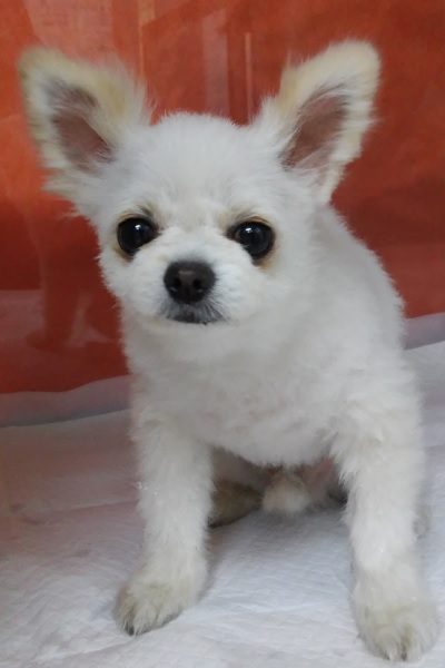 산타클라라동물병원에서 보호중인 유기된 강아지소개합니다.