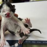 2025년 05월 06일 유기된 고양이 정보입니다.
