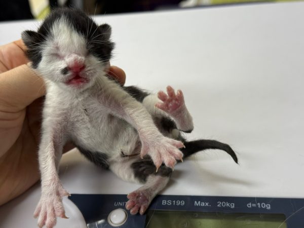 2025년 05월 06일 유기된 고양이 정보입니다.