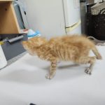 2025년 05월 07일 유기된 고양이 정보안내.
