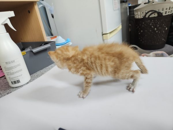 2025년 05월 07일 유기된 고양이 정보안내.