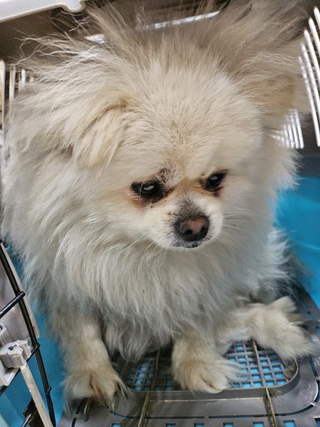 2025년 05월 07일 유기된 강아지 정보안내.