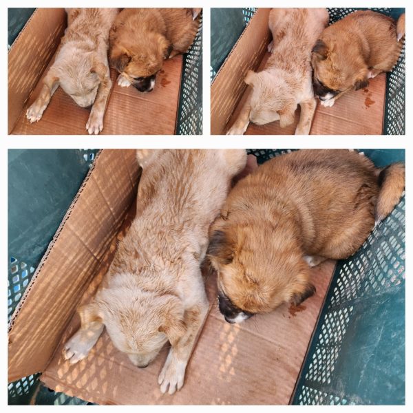 종합축산에서 보호중인 유기된 강아지소개합니다.