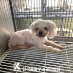 2025년 05월 07일 유기된 강아지 정보안내.