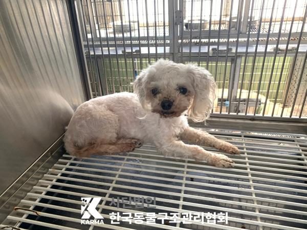 2025년 05월 07일 유기된 강아지 정보안내.