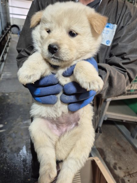 화성동물보호센터에서 보호하고 있는 유기된 강아지소개합니다.