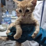 2025년 05월 09일 유기된 고양이 정보.