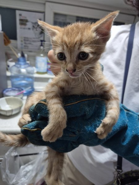2025년 05월 09일 유기된 고양이 정보.